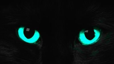 BichanoNts's profile picture. 