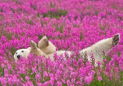 なりたてほやほやフローリスト。花と植物の写真を見るのが楽しみ ルンルン