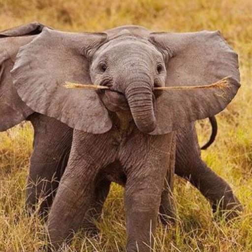 Anything that is unrelated to #elephants is irrelephant 🐘