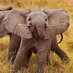 Love Elephants (@elephantloverrs) Twitter profile photo