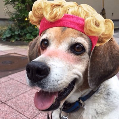 Flowork4's profile picture. 歯医者。何のご縁かラグビーやってました。