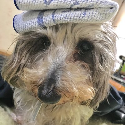 showkeitai's profile picture. 93年式 群馬からよろしく(｡･ω･｡) #Hilcrhyme #TOC #SKY_HI