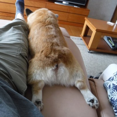 corgicorgi4's profile picture. 愛犬コーギーと楽しく暮らしています。コギさんかわいいです。