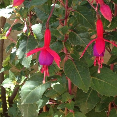 lamiaumabed's profile picture. 