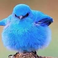 p0llit0azul's profile picture. #podemita y criticón político y social love 💓#cdtenerife  LOVE 🌈 love paz 🌍 #catolico #gay #guanche 🎑 mis twitt pueden joder tu sensibilidad ,🐦®