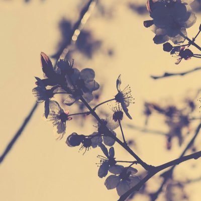 bo_yaci's profile picture. 