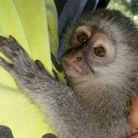Monkey Helpline Volunteer(@VervetRescue) 's Twitter Profile Photo
