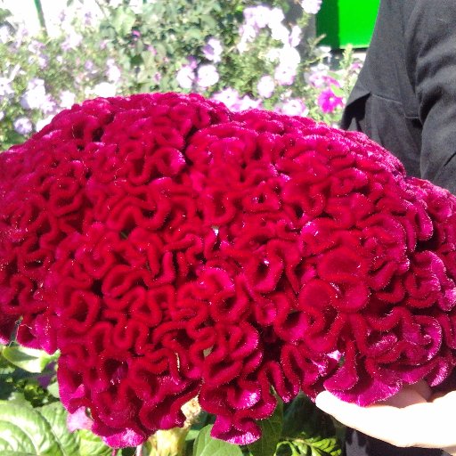 stoyeva_s's profile picture. 