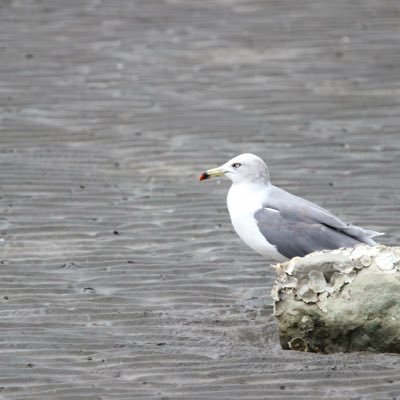 chemist0ry's profile picture. 広島→N科野生→広島(now)