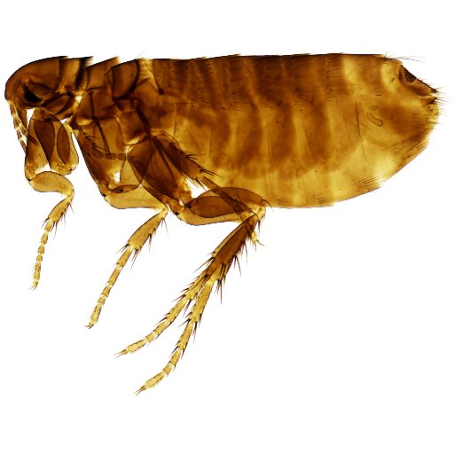 News and info from @NHM_London curator of Fleas. Behind the scenes stories, images and research of the collection