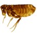 NHM_Fleas (@nhm_fleas) Twitter profile photo