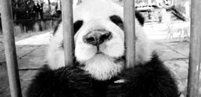 ilovepandas_8's profile picture. I love pandassss💜💙🐼🐼