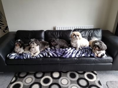 FiveTzus's profile picture. 