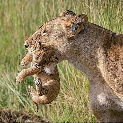 NovathProchess's profile picture. #novAfricasafari