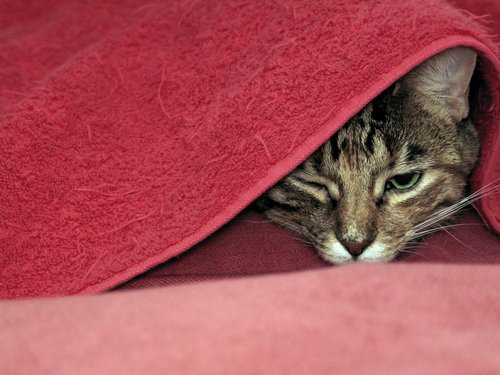 sfbaber's profile picture. 