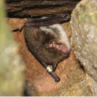 Bat ecologist working in the North of England. Researching use of caves, mines and lime kilns by bats in the Forest of Bowland and Yorkshire Dales.