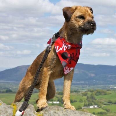 Border Terrier born 20/6/14. Proud #btposse member & loving life! I'm also a model for my hoomum selling bandanas, bow ties etc!