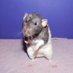 Bailey The Rat (@BaileyTheRat) Twitter profile photo