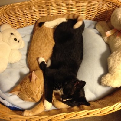 tobysyd's profile picture. 