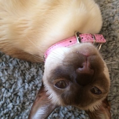 Hi its Marie, a Siamese from Devon. Mummy's helping to get my friends back like new friends, all cats welcome but no politics or swearin thanks. Dob 10/7/2009