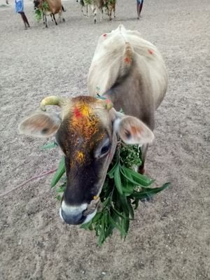 VijayJP10's profile picture. Save farmer save jallikattu