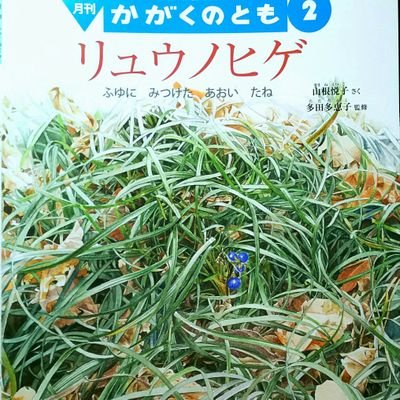 Etsubota チューリップ たねときゅうこん は来年度末3月号のラインナップとなりました 実は には種 もあり 蒔くと土の中に小さな球根ができます 球根と種からチューリップの生態の秘密に迫ります かがくのとも チューリップ Etsubota チューリップ たねときゅうこん は来年度末3月号のラインナップとなりました 実は には種 もあり 蒔くと土の中に小さな球根ができます 球根と種からチューリップの生態の秘密に迫ります かがくのとも チューリップ