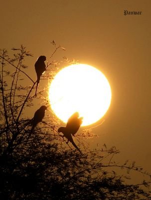 ddsharma999's profile picture. वंदे मातरम्