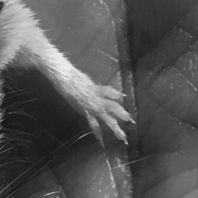 capuchenoire's profile picture. n'oublie pas de sourire avant de t'endormir