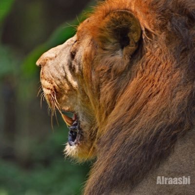 alraaaasbi's profile picture.