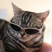 ねこ (@2525neko25) 's Twitter Profile Photo ねこ (@2525neko25) 's Twitter Profile Photo