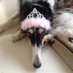 Soshe Leah bat Menuchah ืกืคืืืื ืืง ๐จ๐ฆ๐บ๐ธ๐ฎ๐ฑ๐๏ธ๐ (@daisyborzoi) Twitter profile photo Soshe Leah bat Menuchah ืกืคืืืื ืืง ๐จ๐ฆ๐บ๐ธ๐ฎ๐ฑ๐๏ธ๐ (@daisyborzoi) Twitter profile photo