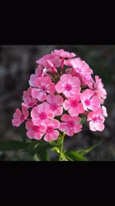 nayanhossai's profile picture. Me