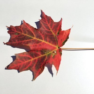 komodoWakefield's profile picture. 