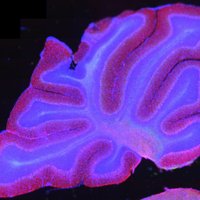 Parker Lab (@iowaparkerlab) 's Twitter Profile