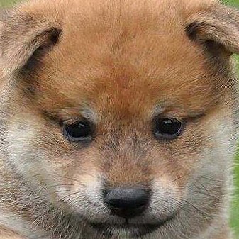 Shades0501's profile picture. 