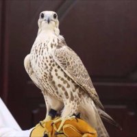 البدراني (@207anyx) Twitter profile photo