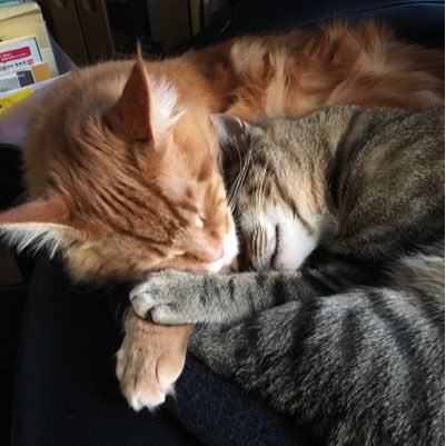 sarashinaume's profile picture. にゃんこ４匹と気ままに暮らしています。４匹中２匹は保護猫です。殺処分ゼロになる日が早く実現しますように。