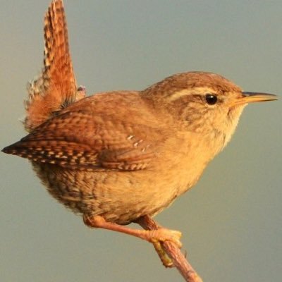 WrenAnderre's profile picture. A believer in the truth standing in the light.