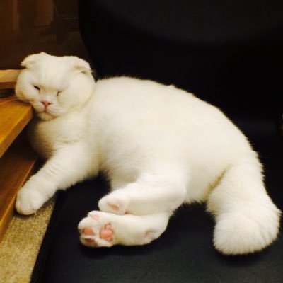 tycatycatycat14's profile picture. 