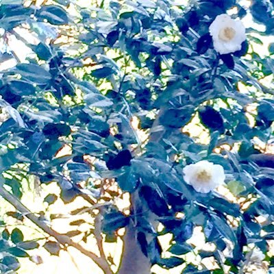 snow_phosphorus's profile picture. 2016-