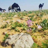 جزل القصيد (@jjllkoood_7) 's Twitter Profile Photo جزل القصيد (@jjllkoood_7) 's Twitter Profile Photo