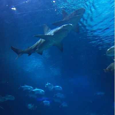 caseyscience7's profile picture. Science Teacher ❤