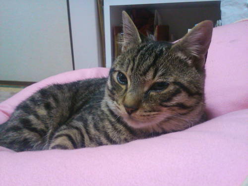 ichi_1980's profile picture. 特徴が無いのが特徴で、下手の横好きであり、浅く広い知識を持ちたい面白い事を言えない関西人。釣りを始めて以来何かと釣りに繋げる考え方になりつつあるw