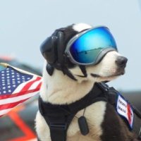 ❌🇺🇸DogTreatz🇺🇸❌(@digitiiii) 's Twitter Profile Photo