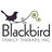Blackbird Therapy