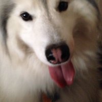 Amy Katz (@siberian309) 's Twitter Profile