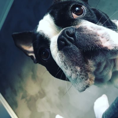 AlexHPet's profile picture. 