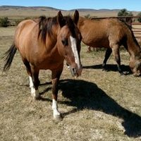 Janet Hill (@aa5ed54b7f064ce) 's Twitter Profile