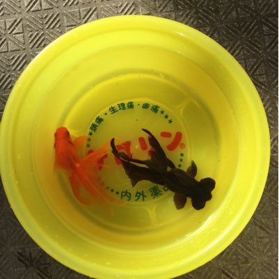 Senito7's profile picture. 外国生活で愛国心に目覚めました。モットーは敬神崇祖、忠臣愛国です。いわゆる右翼とは一線を画します。