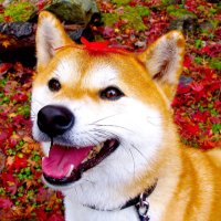 🌈柴犬のカン吉でござる。(@McSeubVtbSMKHQk) 's Twitter Profile Photo